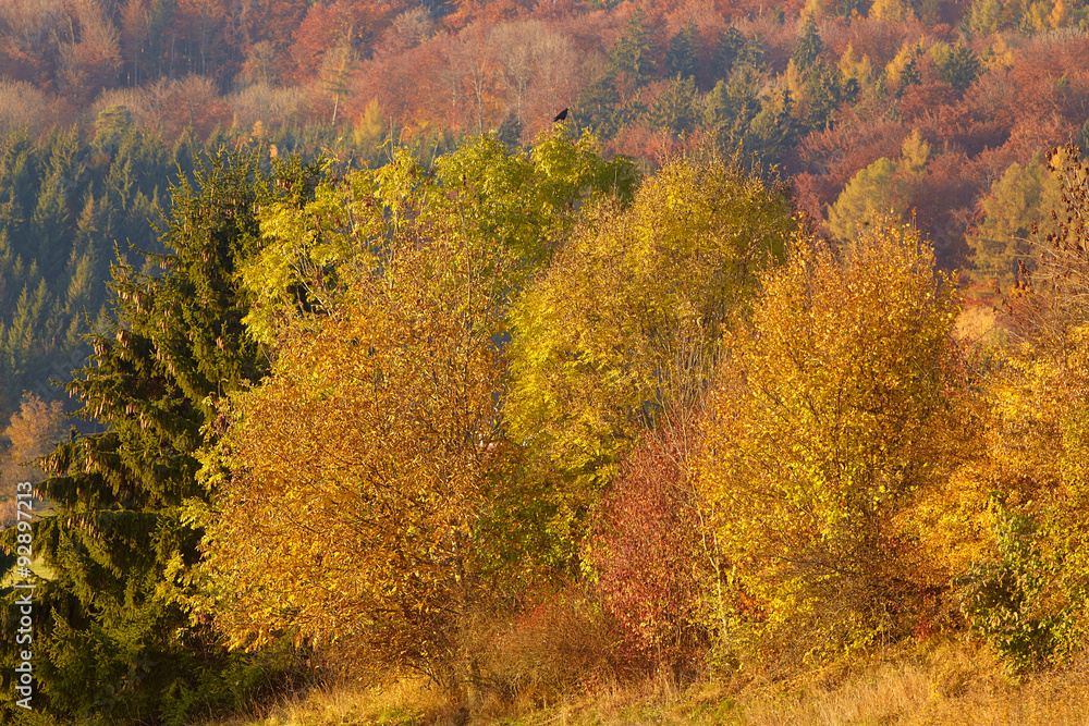 Fototapeta premium Herbst