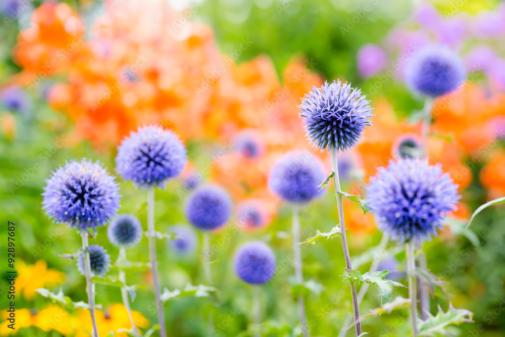 Globe Thistles Globe Thistles