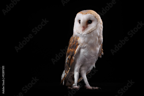 Barn Owl Tyto alba, on perch looking left. Low key studio shot