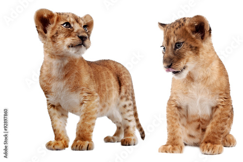 Fotografia Side view of a Lion cub standing, looking down, 10 weeks old, isolated on white