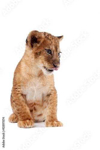 Side view of a Lion cub standing  looking down  10 weeks old  isolated on white