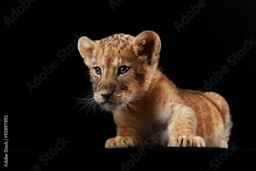 Little lion cub and puppy white Swiss Shepherd. Studio shot © brusnikaphoto