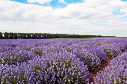 Field of lavender flowers