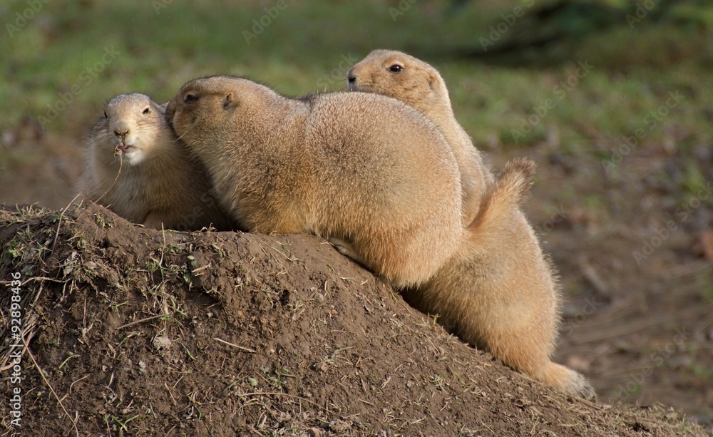 Fototapeta premium three black-tailed prairie dog at the burrow