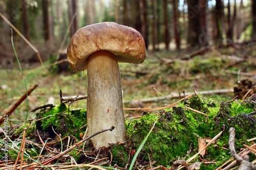 Boletus edulis edible mushroom