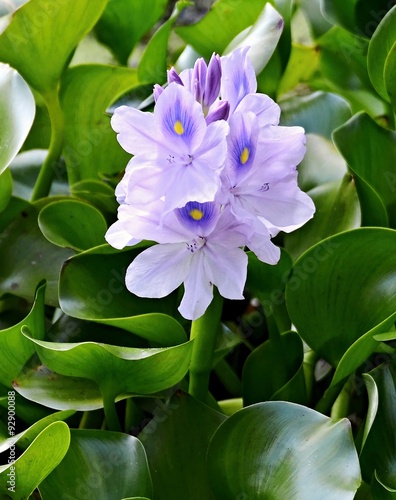 water hyacinth flower © Ivan Rusek