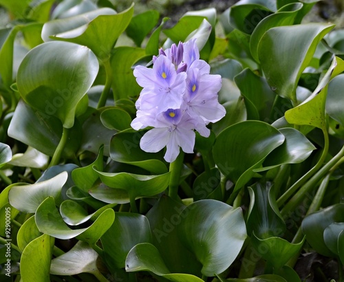 water hyacinth © Ivan Rusek
