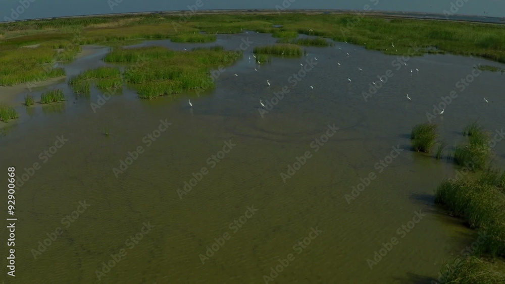 AERIAL, flying over birds in the lake. Flying birds egrets, herons and ibises over the lake and reeds. AERIAL, flying over birds in the lake. Flying birds egrets, herons and ibises over the lake and reeds.