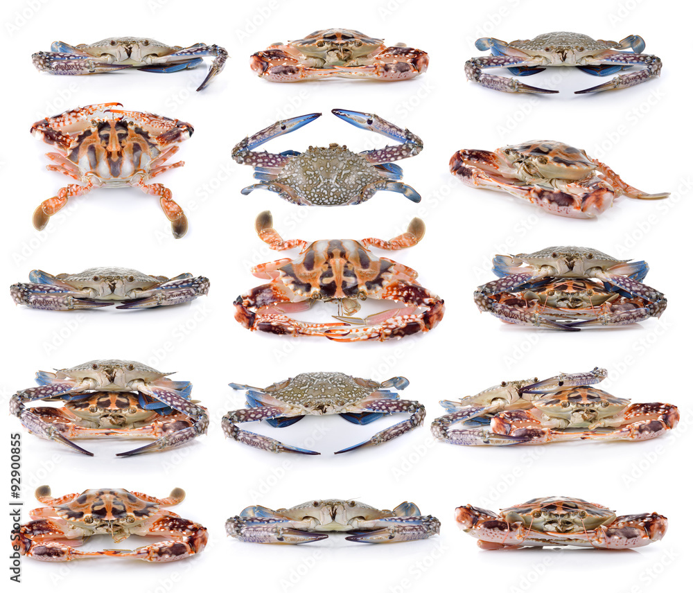 Obraz premium crab on white background
