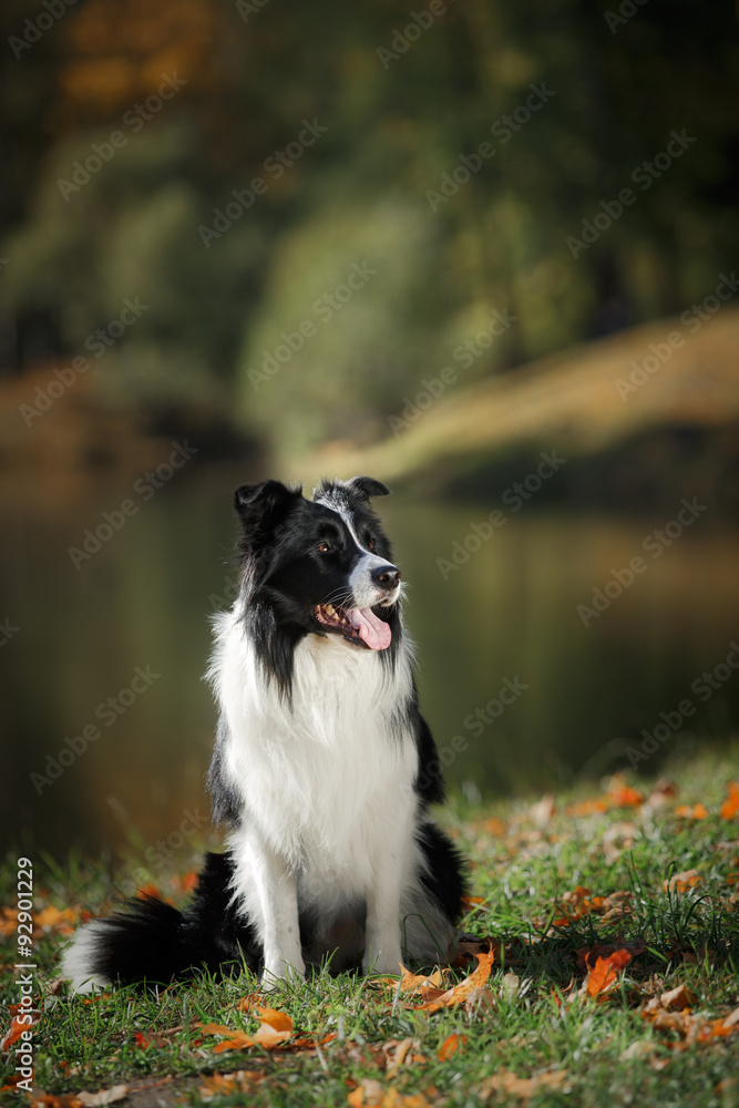 Dog breed Border Collie walking in autumn park Dog breed Border Collie walking in autumn park