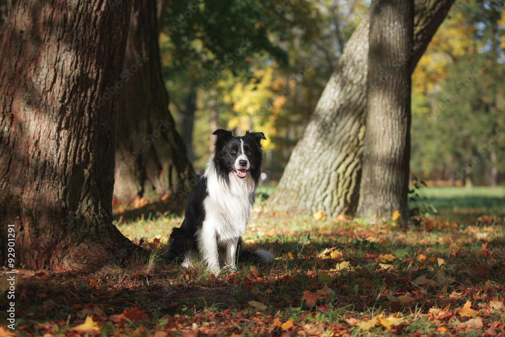 Obraz premium Dog breed Border Collie walking in autumn park