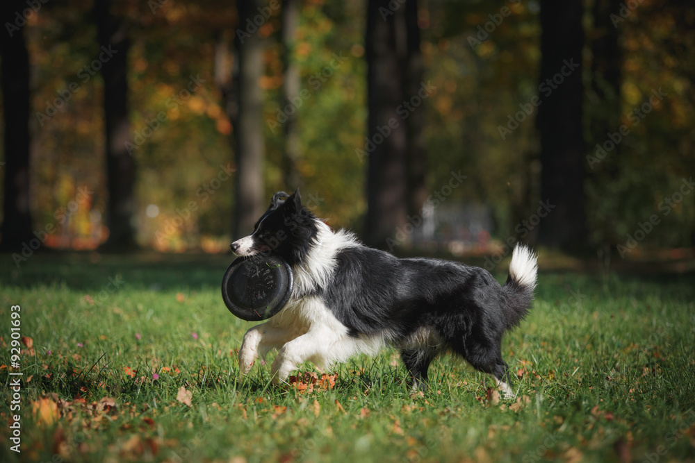 Dog breed Border Collie walking in autumn park Dog breed Border Collie walking in autumn park