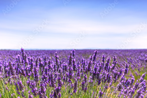 Fototapeta Naklejka Na Ścianę i Meble -  Lavender flower blooming fields horizon. Valensole Provence, Fra