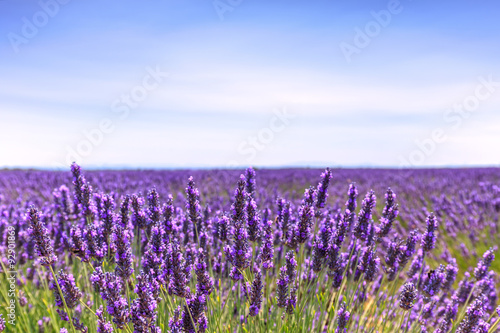 Lavender flower blooming fields horizon. Valensole Provence  Fra