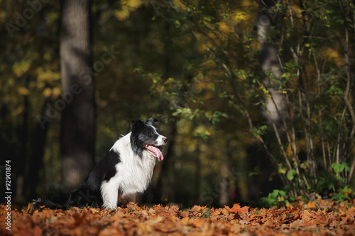 Dog breed Border Collie walking in autumn park