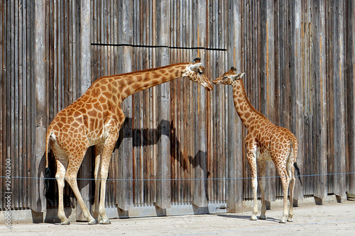 Giraffe au zoo du parc de Lyon