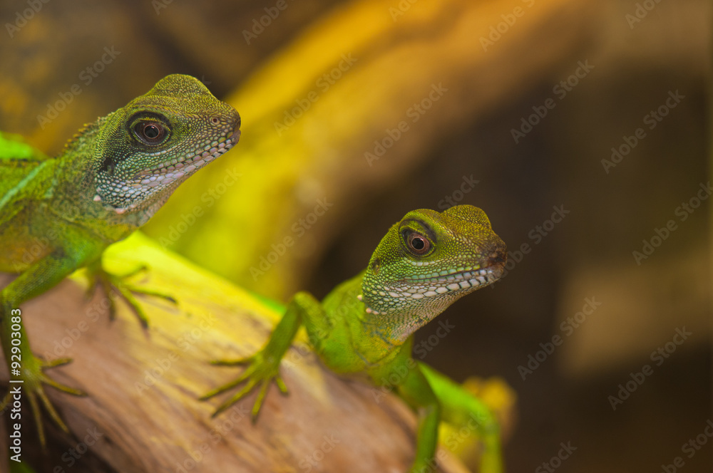 Fototapeta premium Green water dragons
