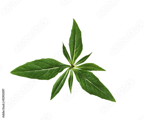 Картината върху платно Evening Primrose Leaf