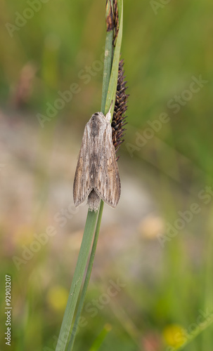 Cucullia umbratica resting on stem photo