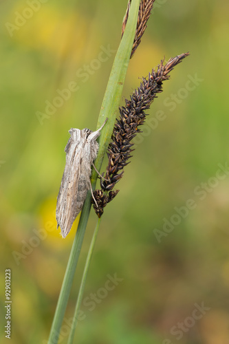 Cucullia umbratica resting on stem