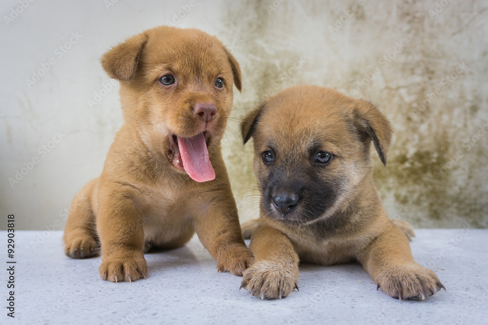 Obraz premium Twin puppies fun 