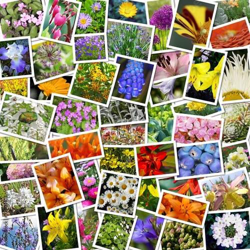 Коллаж из фотографий декоративных садовых цветов культивируемых цветоводами Сибири