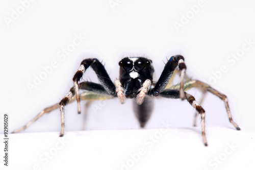 Close-up of a Jumping Spider. photo