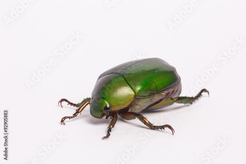 Green beetle insect (Anomala cupripes) isolated on whiteAnomala grandis photo