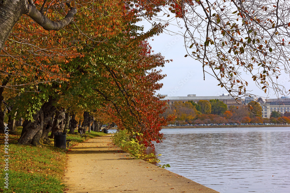 Obraz premium Alley of cherry trees in fall foliage near the water in Washington DC, USA. Autumn around Tidal Basin in Washington DC, USA.