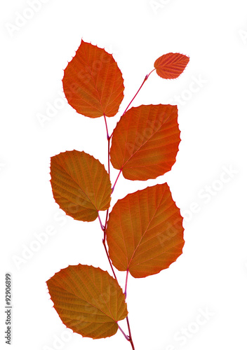 linden autumn leaves isolated on white background
