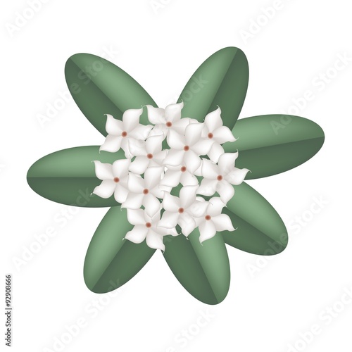 White Madagascar Jasmine Flowers on A White Background
