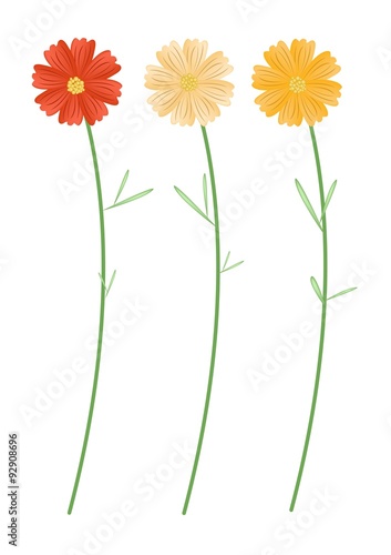 Yellowe and Orange Cosmos Flowers on White Background