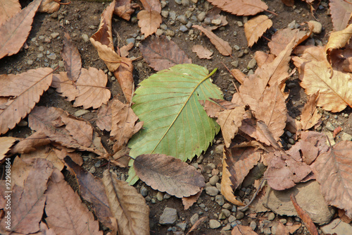 秋の落ち葉に一枚の緑