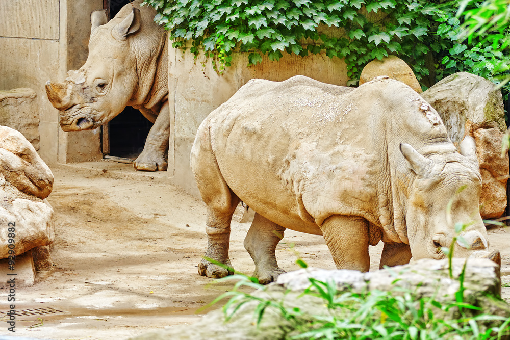 Rhino / rhinoceros grazing on nature.