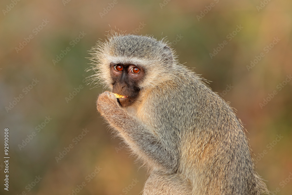 Portrait of a vervet monkey (Cercopithecus aethiops), Kruger National Park, South Africa. Portrait of a vervet monkey (Cercopithecus aethiops), Kruger National Park, South Africa.