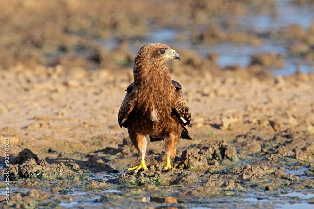 Yellow-billed kite (Milvus aegyptius) at a waterhole, Kalahari desert, South Africa. Yellow-billed kite (Milvus aegyptius) at a waterhole, Kalahari desert, South Africa.