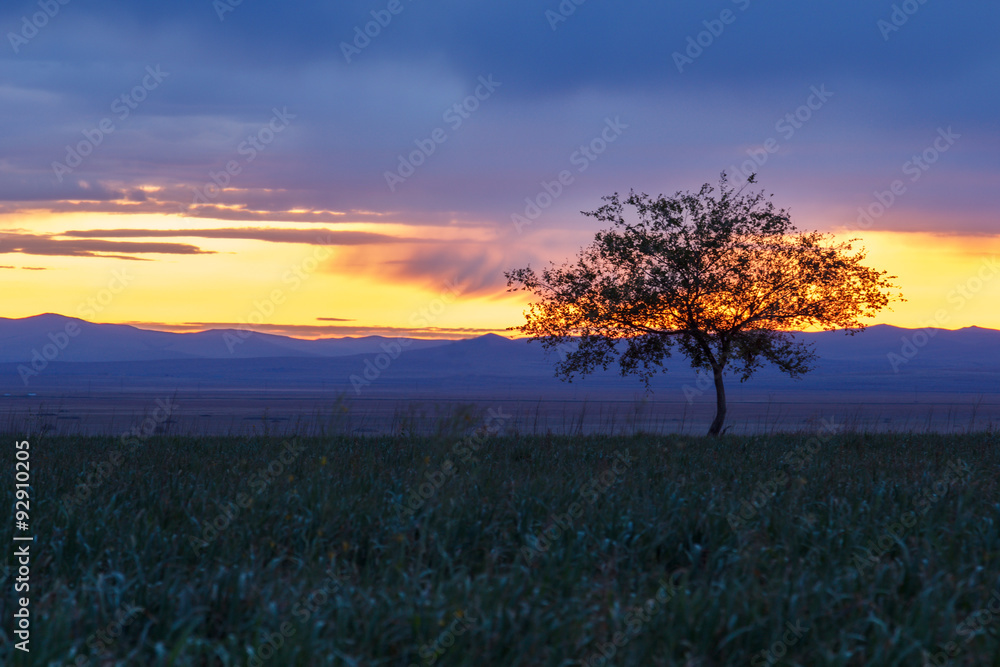 Fototapeta premium Lonely tree at sunrise in a meadow