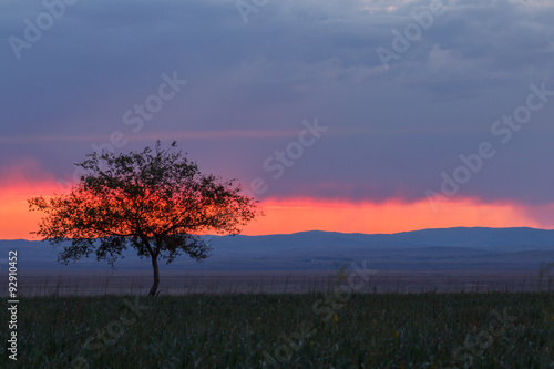 Lonely tree at sunrise in a meadow
