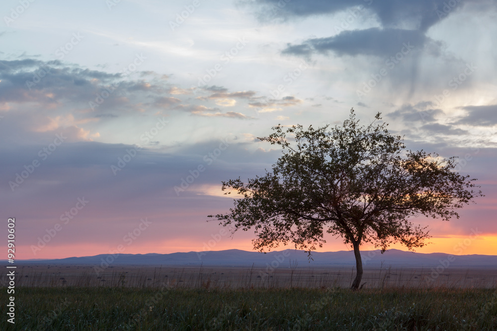 Fototapeta premium Lonely tree at sunrise in a meadow