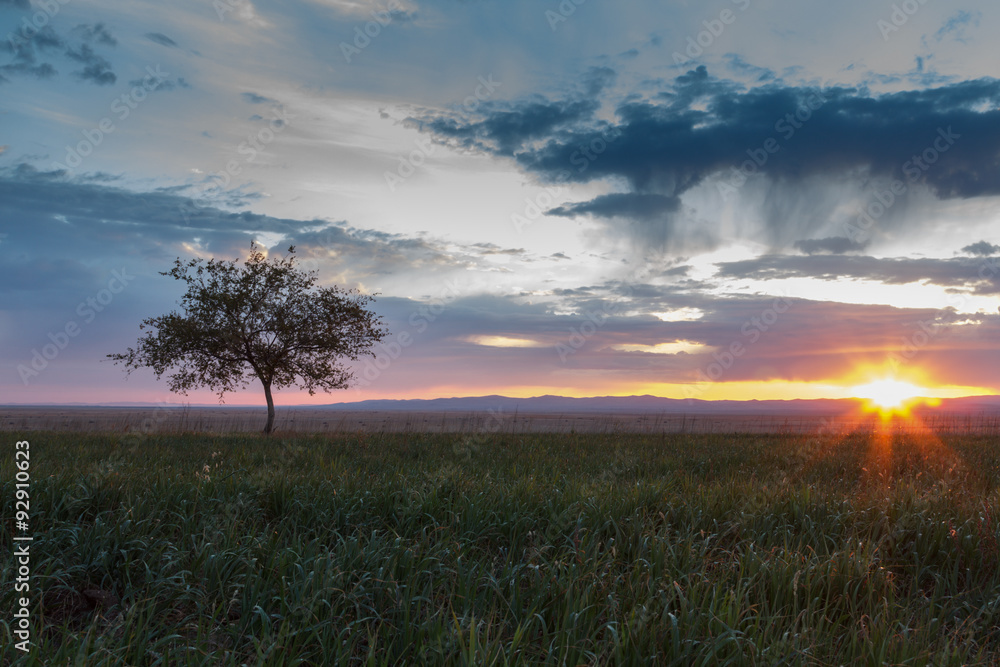 Obraz premium Lonely tree at sunrise in a meadow