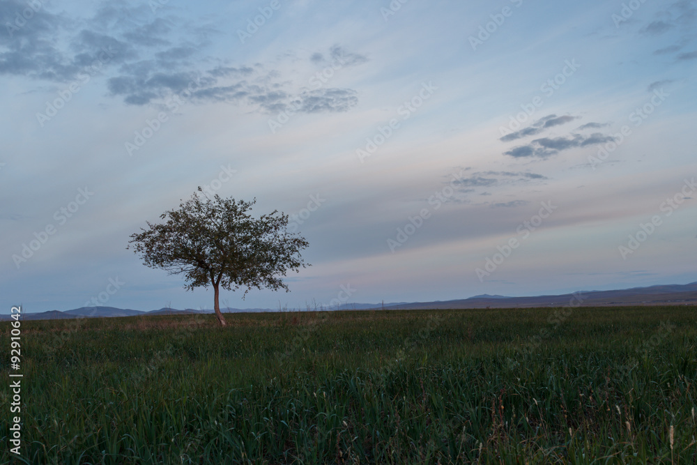 Lonely tree in the meadow on background sky Lonely tree in the meadow on background sky