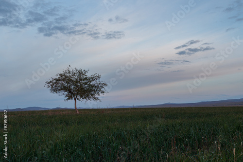 Lonely tree in the meadow on background sky