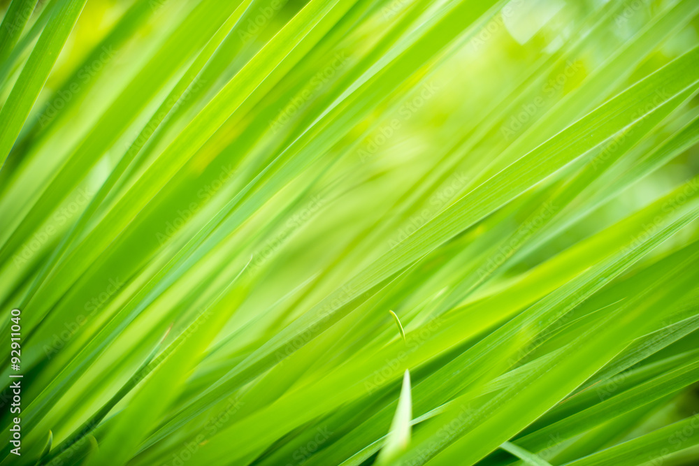 Green green grass
Green green grass