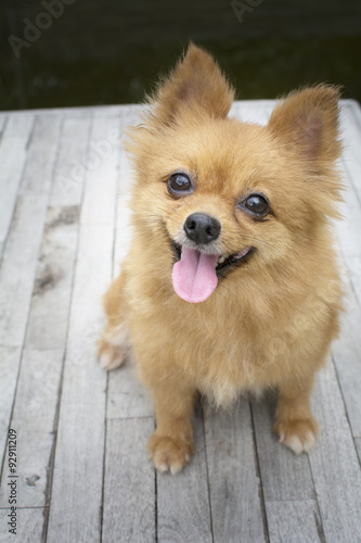 brown Pomeranian dogs