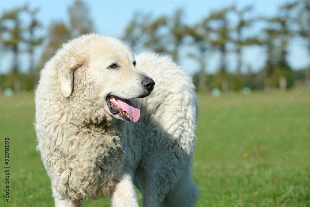 Kuvasz steht auf dem Feld