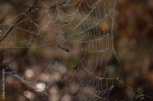 Insect caught in a spider's web, which shimmers with droplets of morning dew.