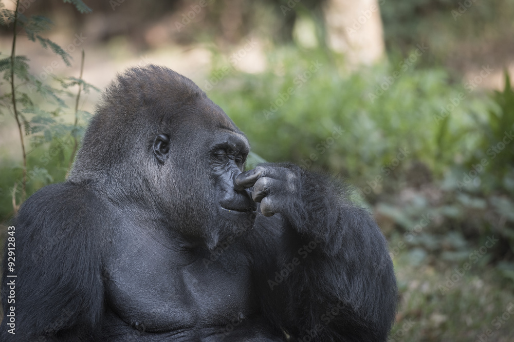 Fototapeta premium Western Lowland Silverback Gorilla with Flue