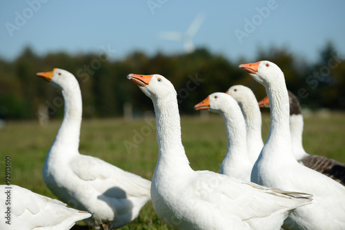 White geese on meadow