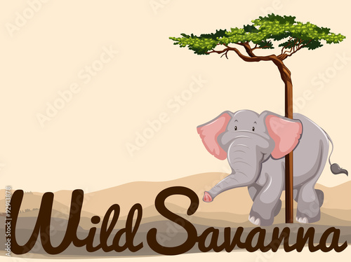 Wild elephant in savanna
