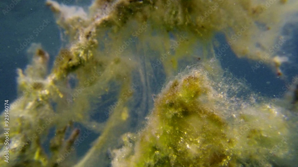 Underwater filamentous algae close-up shot Underwater filamentous algae close-up shot